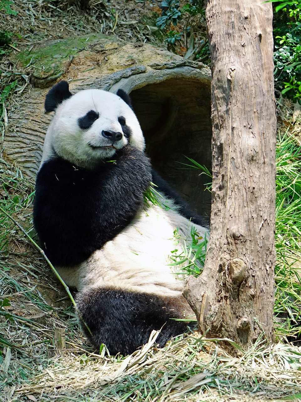 Panda, Nykstantis, Retas, Apsaugotas, Bambukas, Nacionalinis Lobis, Zoologijos Sodas, Laukinė Gamta, Išsaugojimas, Jia Jia