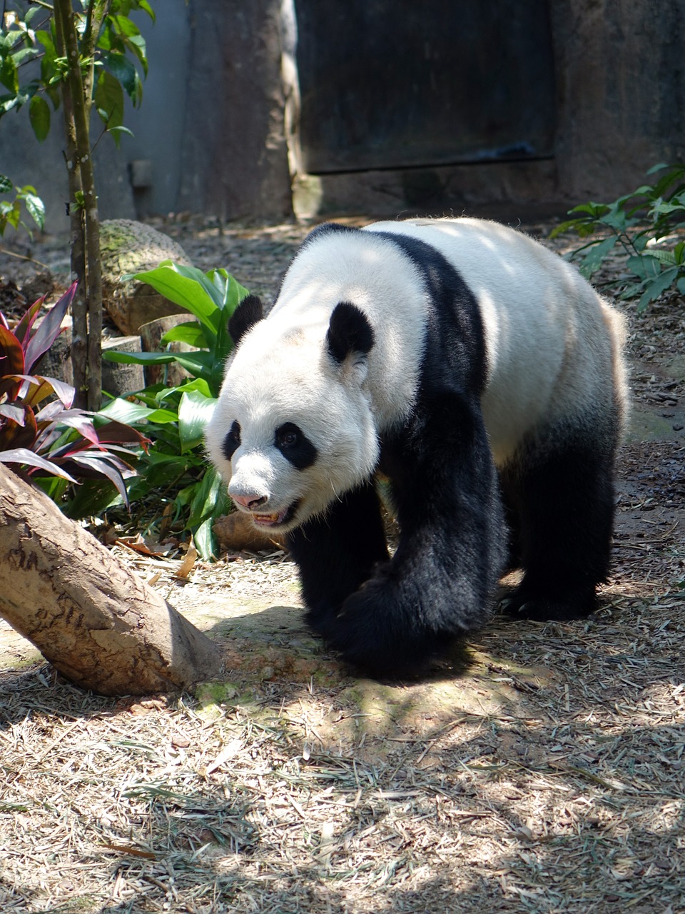 Panda, Gyvūnas, Nykstantis, Retas, Apsaugotas, Bambukas, Nacionalinis Lobis, Zoologijos Sodas, Laukinė Gamta, Išsaugojimas