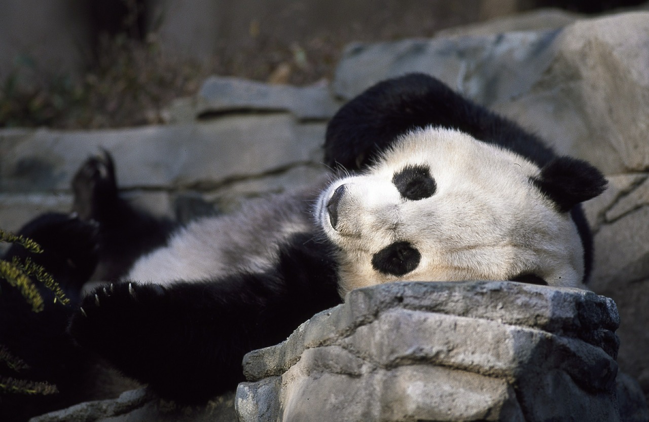 Panda, Turėti, Zoologijos Sodas, Mielas, Laukinė Gamta, Kinija, Asija, Kinai, Kailis, Žinduolis