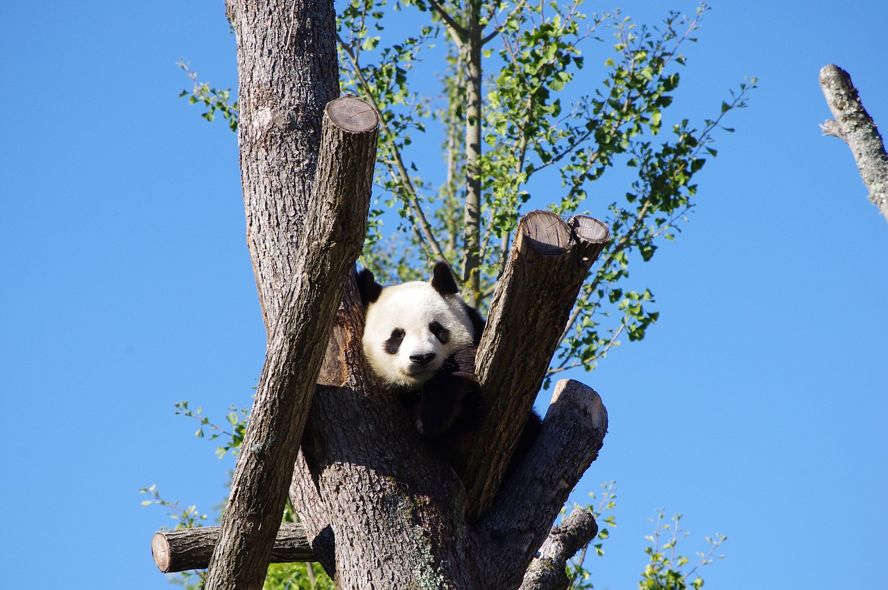 Panda, Gyvūnas, Zoologijos Sodas, Nemokamos Nuotraukos,  Nemokama Licenzija