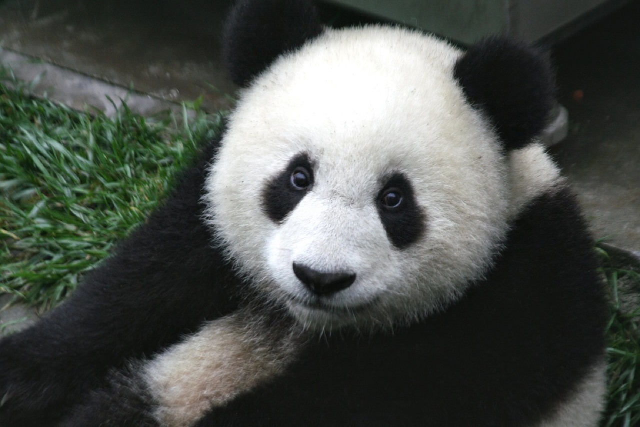 Panda, Cub, Laukinė Gamta, Zoologijos Sodas, Mielas, Kinija, Žinduolis, Gamta, Turėti, Gyvūnas