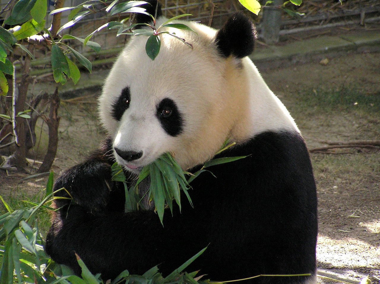 Panda, Milžiniška Panda, Turėti, Balta, Juoda, Zoologijos Sodas, Laukinė Gamta, Asija, Žinduolis, Nemokamos Nuotraukos