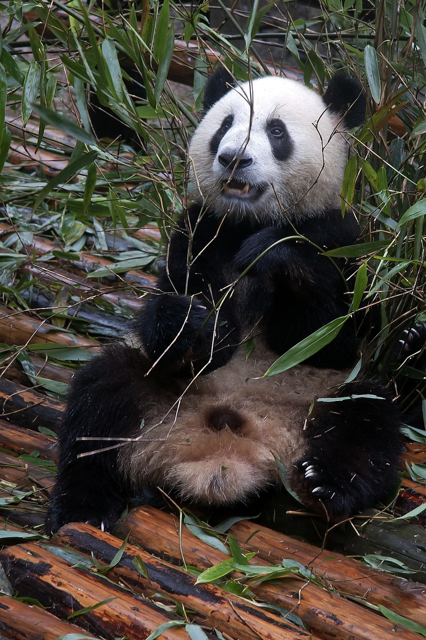 Panda, Milžiniška Panda, Turėti, Balta, Juoda, Zoologijos Sodas, Laukinė Gamta, Asija, Žinduolis, Nemokamos Nuotraukos