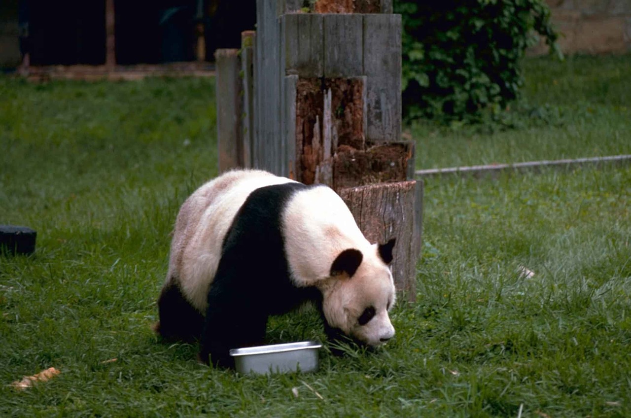 Panda, Turėti, Laukinė Gamta, Zoologijos Sodas, Mielas, Kinija, Žinduolis, Valgymas, Gamta, Gyvūnas