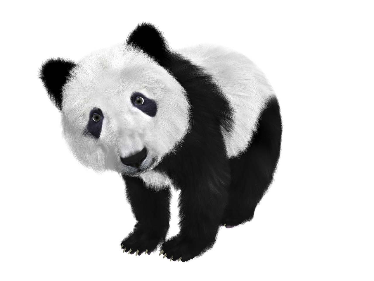 Panda, Panda Kūdikis, Kinija, Tonas, Pūkuotas, Juoda Ir Balta, Gyvūnas, Veidas, Kailis, Žinduolis