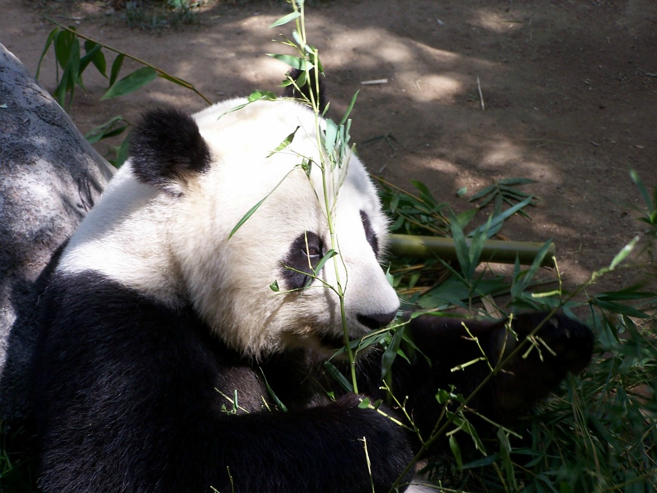 Panda, Milžiniška Panda, Zoologijos Sodas, San Diego Zoologijos Sode, Nykstantis, Gyvūnas, Turėti, Kinija, Žinduolis, Asija