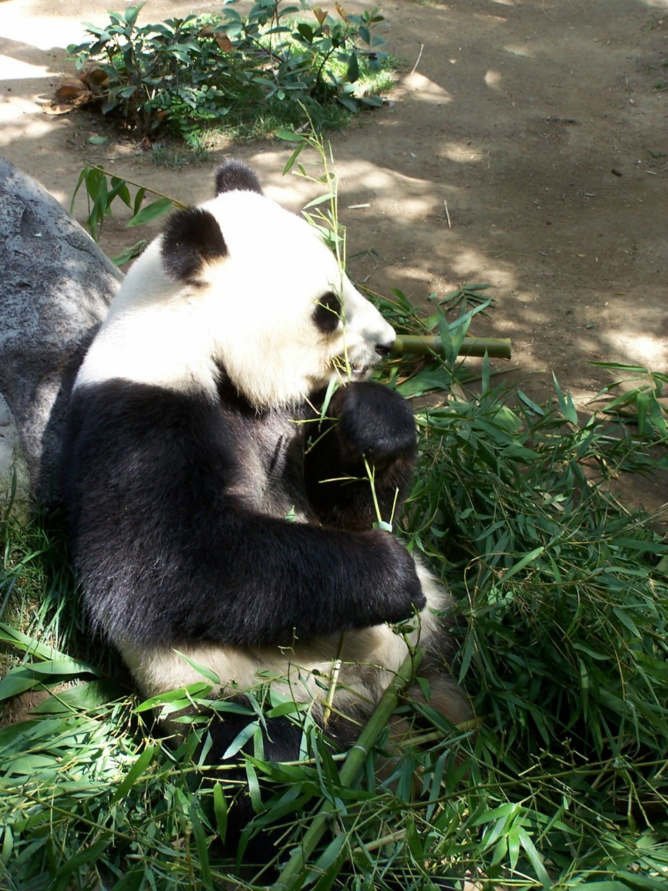 Panda, Milžiniška Panda, Zoologijos Sodas, San Diego Zoologijos Sode, Nykstantis, Gyvūnas, Turėti, Kinija, Žinduolis, Asija