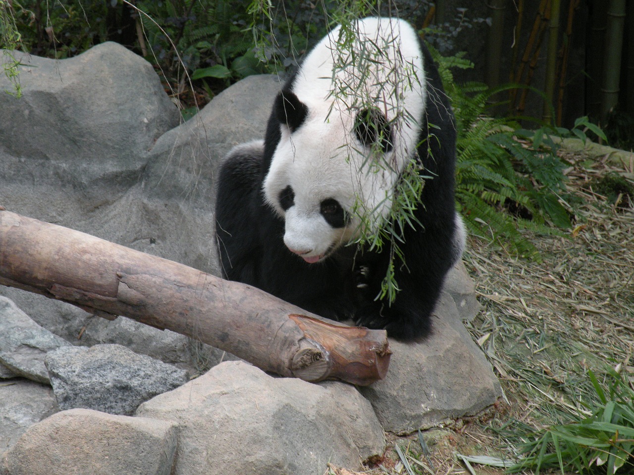 Panda, Upės Safaris, Singapūras, Gyvūnas, Nemokamos Nuotraukos,  Nemokama Licenzija