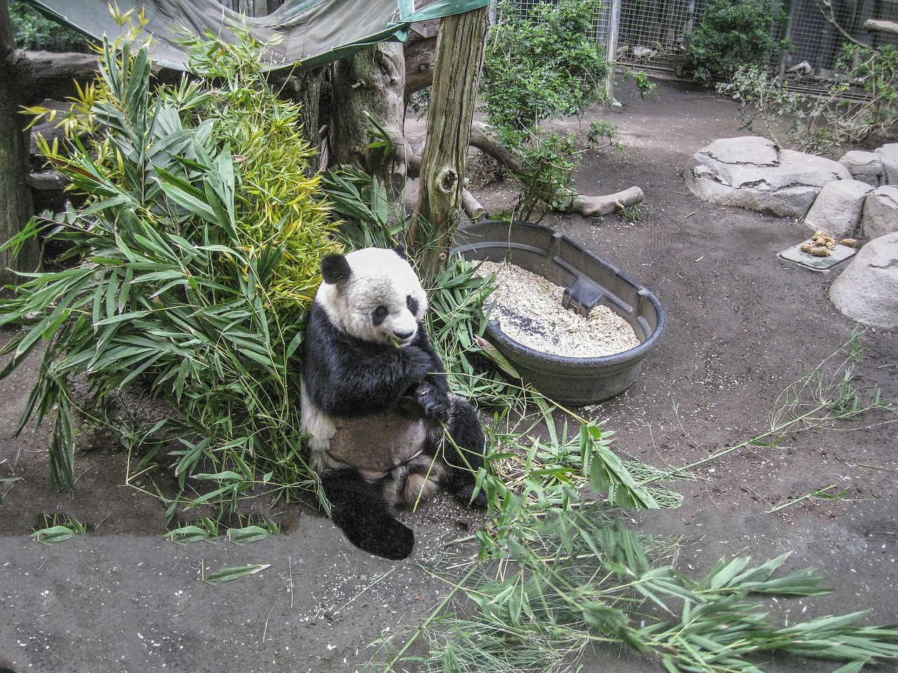 Panda, Turėti, Zoologijos Sodas, Kinija, Bambukas, Gyvūnas, Gamta, Nykstantis, Nemokamos Nuotraukos,  Nemokama Licenzija