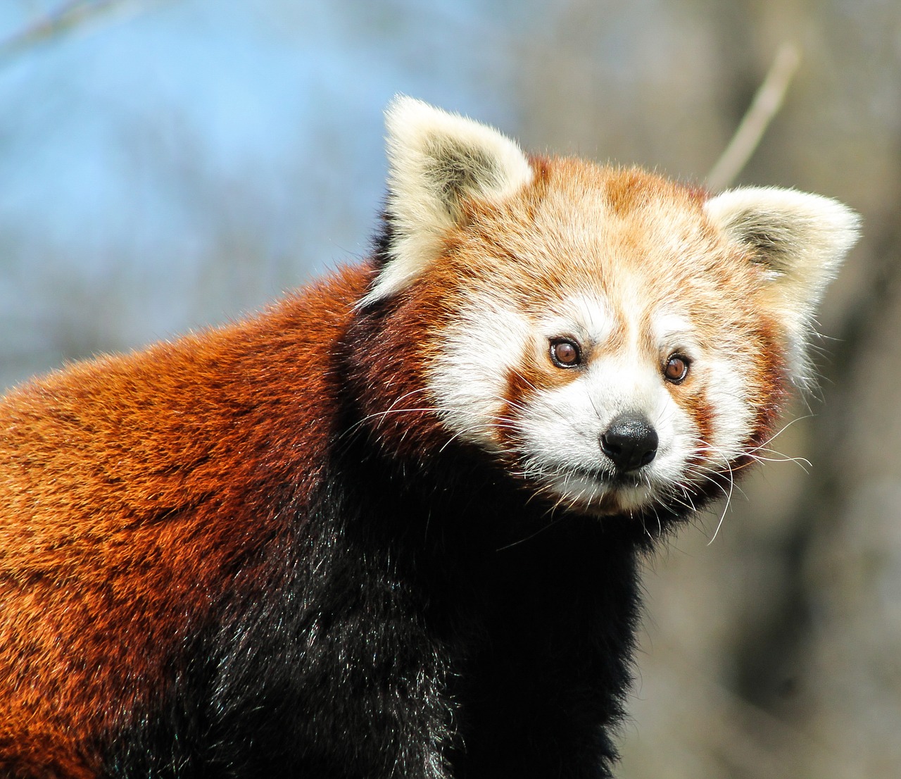 Panda,  Raudonoji Panda,  Pandos Rūšys,  Gamta,  Ursine,  Gyvūnas,  Gyvūnai,  Plaukai,  Raudona,  Zoologijos Sode