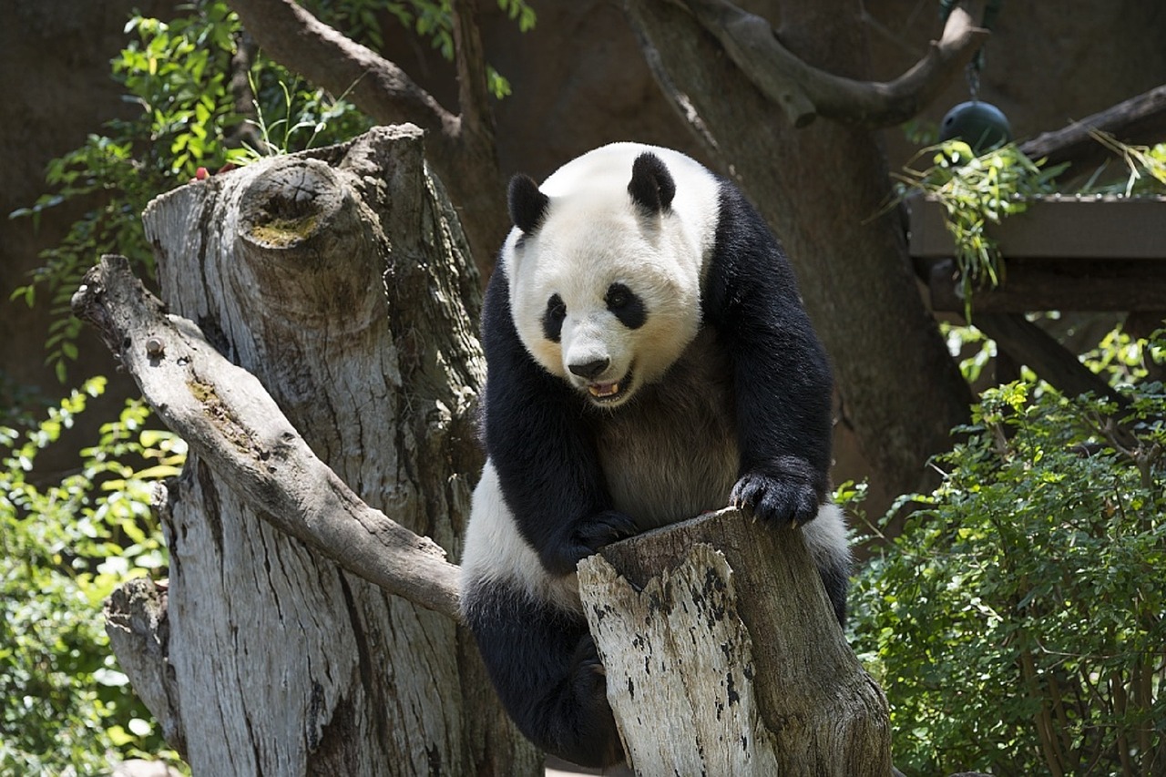 Panda, Turėti, Laukinė Gamta, Zoologijos Sodas, Mielas, Kinija, Žinduolis, Alpinizmas, Gamta, Gyvūnas