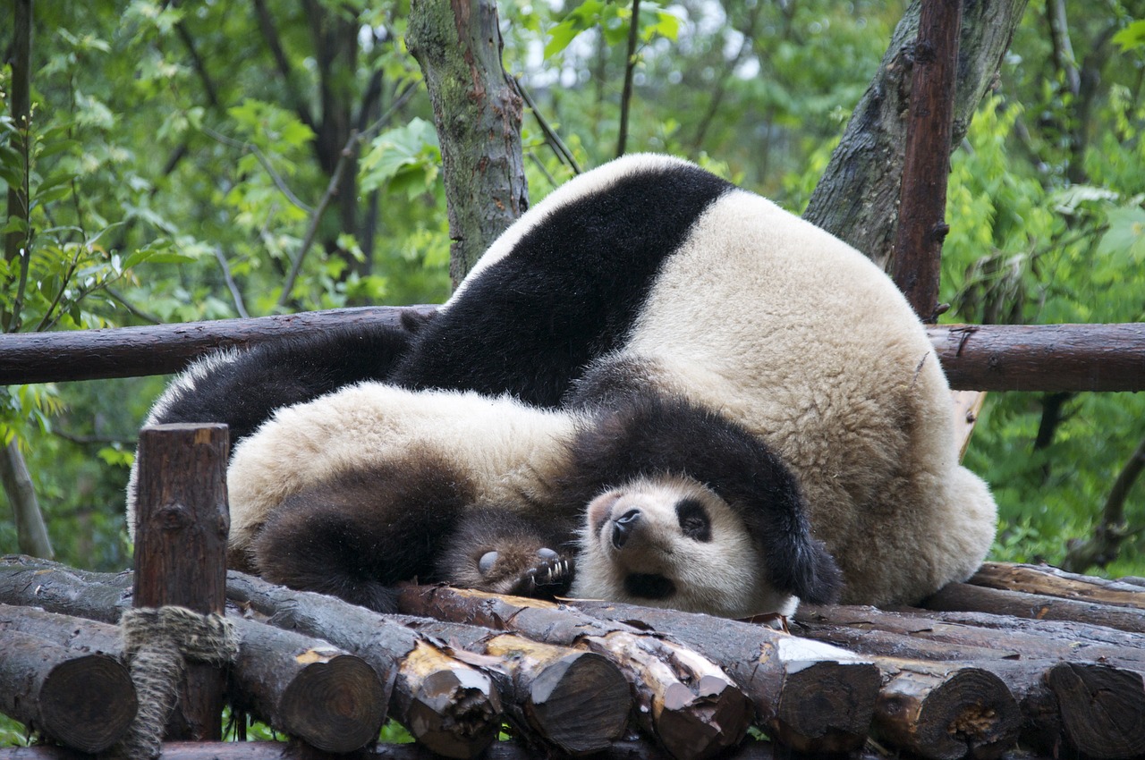 Panda,  Laukinė Gamta,  Nykstantis,  Gyvūnas,  Laukiniai,  Gamta,  Kinija,  Žinduolis,  Kailis,  Juokinga