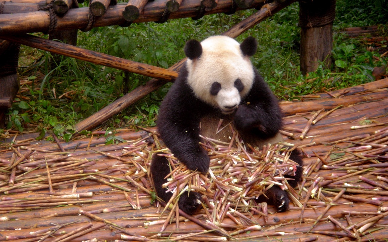 Panda, Gyvūnas, Zoologijos Sodas, Nemokamos Nuotraukos,  Nemokama Licenzija