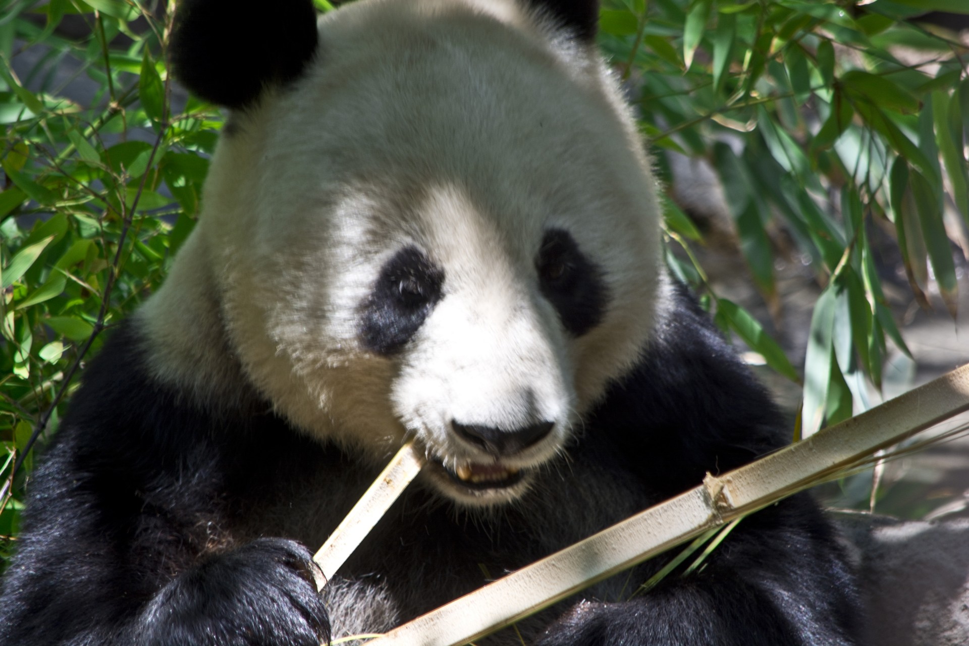 Panda,  Turėti,  Zoologijos Sodas,  Gamta,  Pandos Lydinys, Nemokamos Nuotraukos,  Nemokama Licenzija