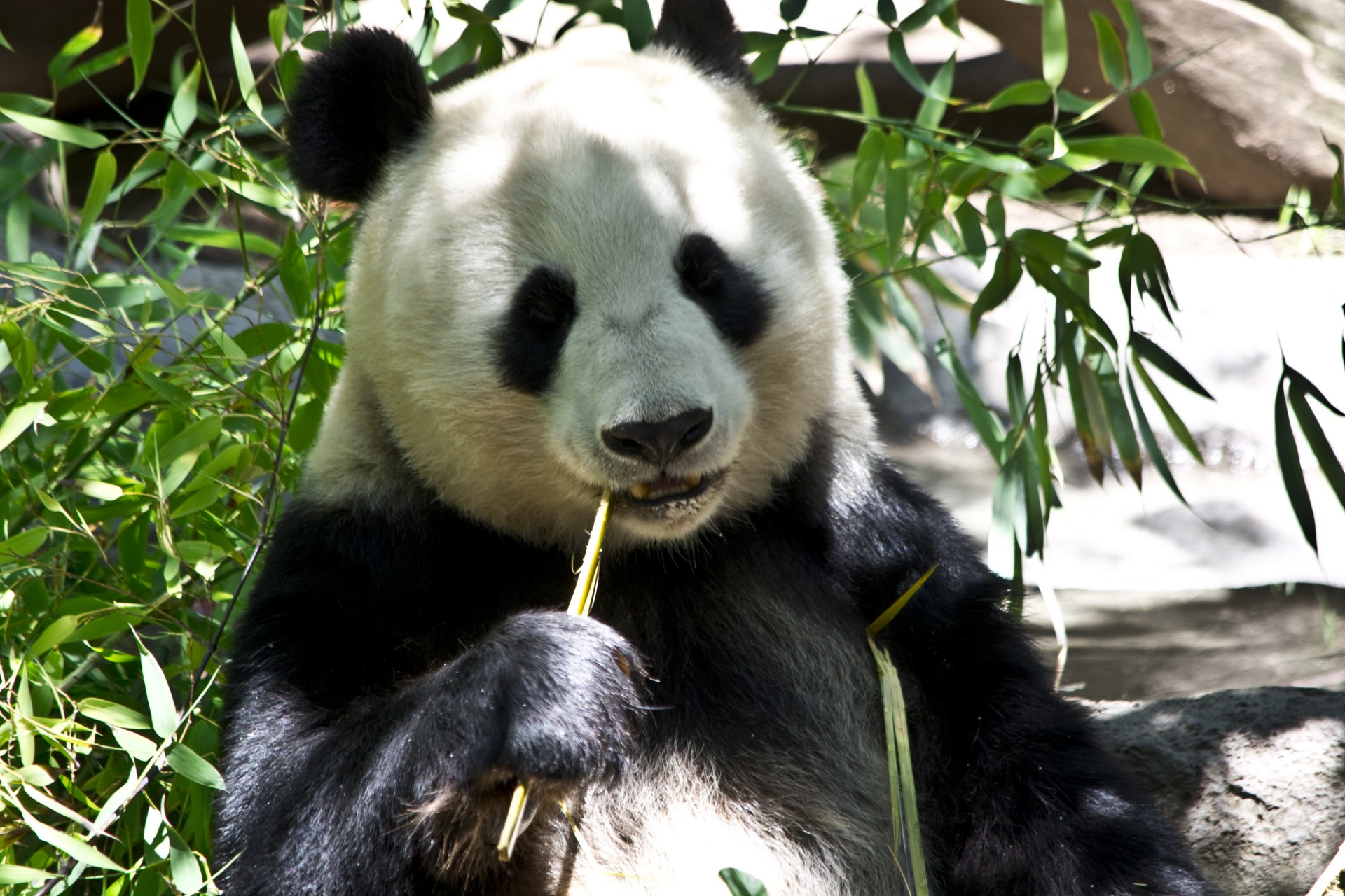 Panda,  Turėti,  Zoologijos Sodas,  Gamta,  Pandos Lydinys, Nemokamos Nuotraukos,  Nemokama Licenzija