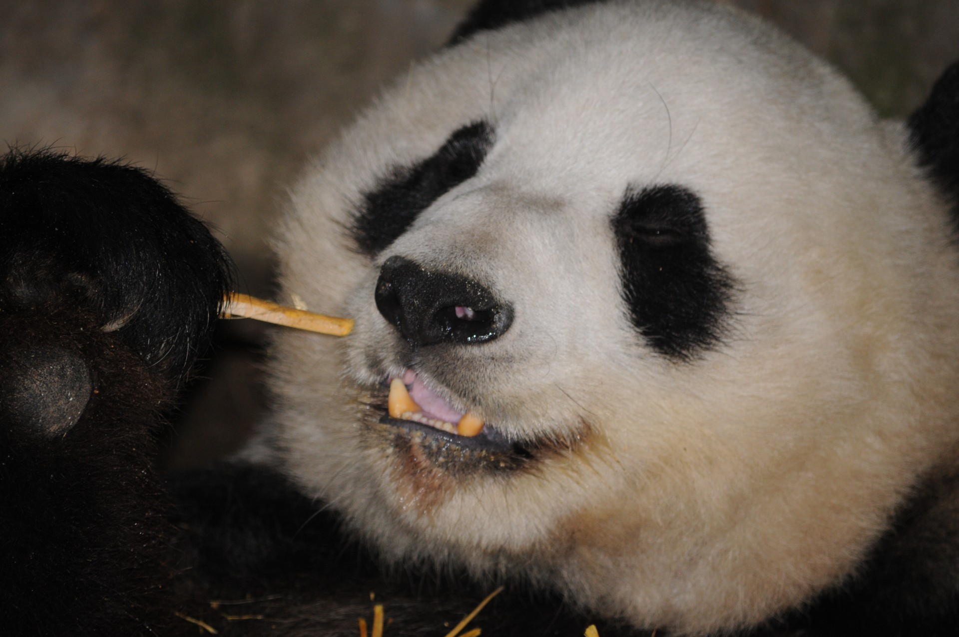 Panda,  Turėti,  Zoologijos Sodas,  Iš Arti,  Bambukas,  Valgymas,  Galva,  Veidas,  Pūkuotas,  Mielas