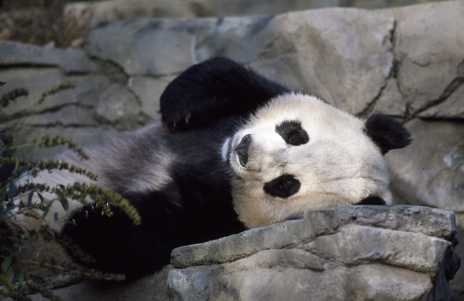 Panda,  Milžinas,  Juoda & Nbsp,  Balta,  Mielas,  Žinduolis,  Nykstantis,  Panda,  Milžinas,  Juoda Ir Balta