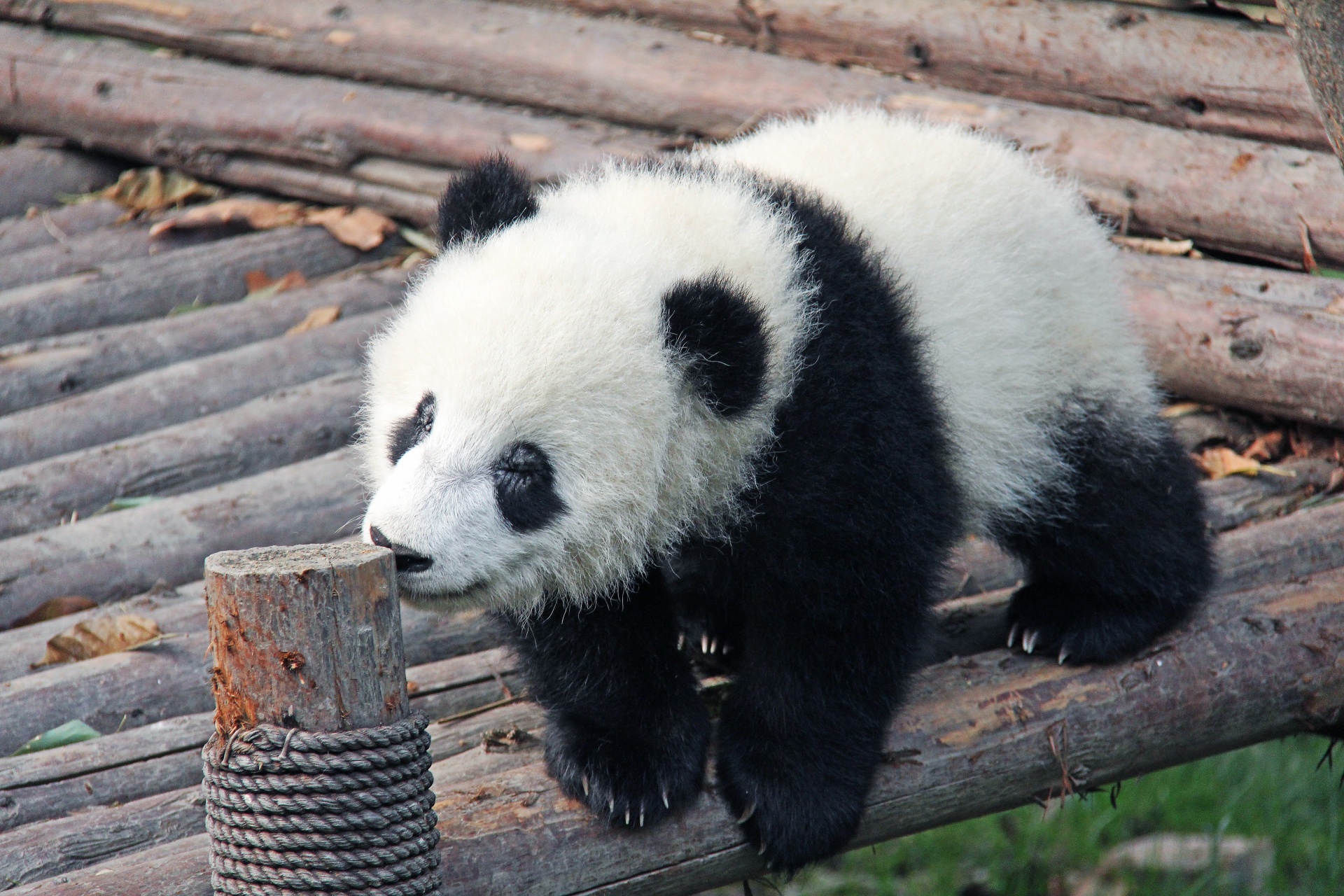 Panda,  Milžinas,  Juoda & Nbsp,  Balta,  Mielas,  Panda,  Milžinas,  Juoda Ir Balta, Nemokamos Nuotraukos,  Nemokama Licenzija