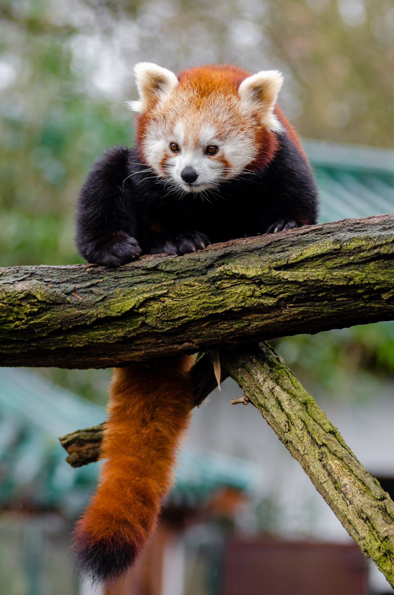 Panda,  Raudona,  Mažas,  Žavinga,  Mielas,  Įdomu,  Žinduolis,  Gyvūnas,  Gaisrinė Lapė,  Turėti