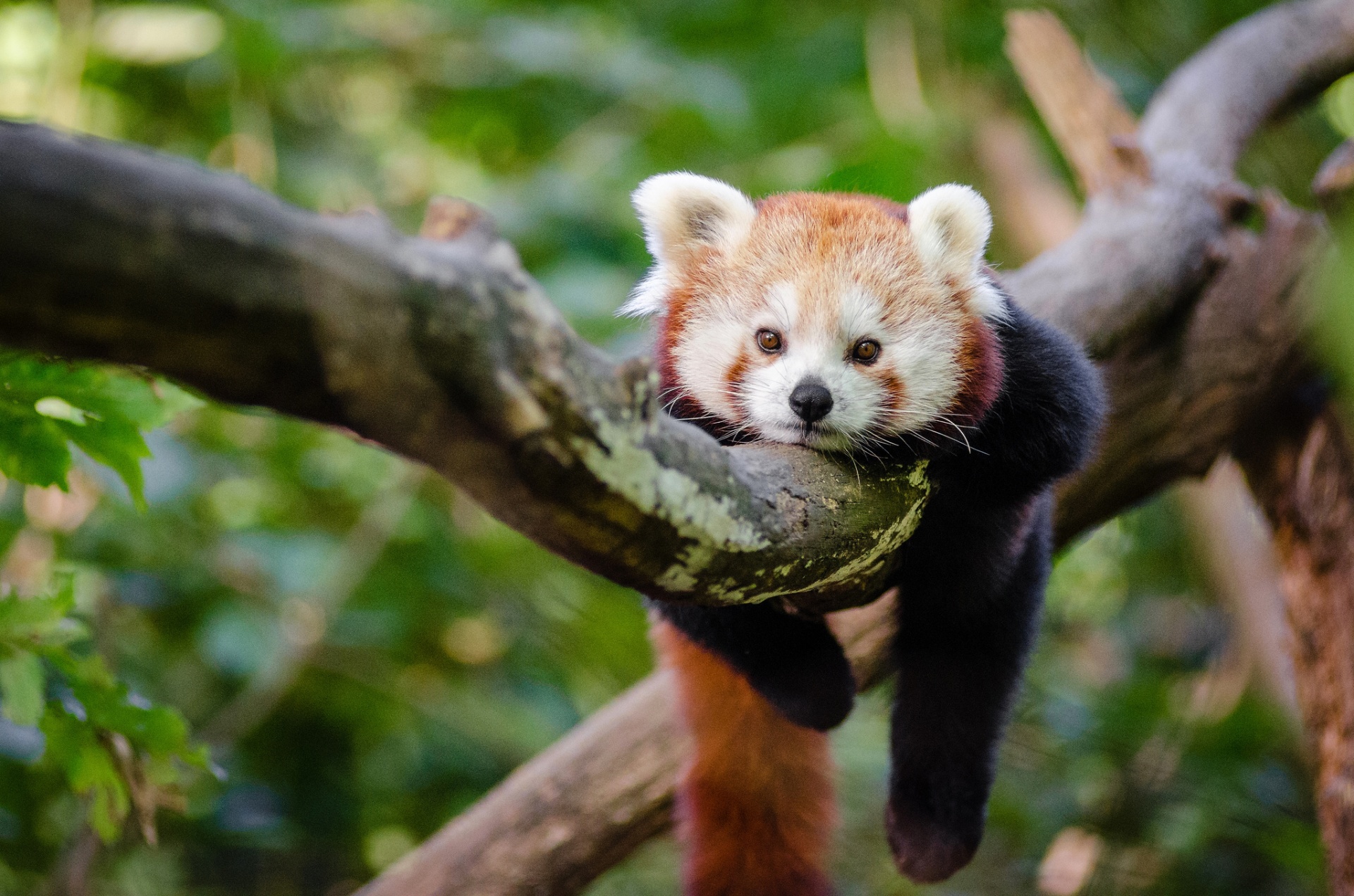 Raudona,  Panda,  Kūdikis,  Turėti,  Cub,  Šuo,  Šuniukas,  Raudona Panda Panda, Nemokamos Nuotraukos,  Nemokama Licenzija