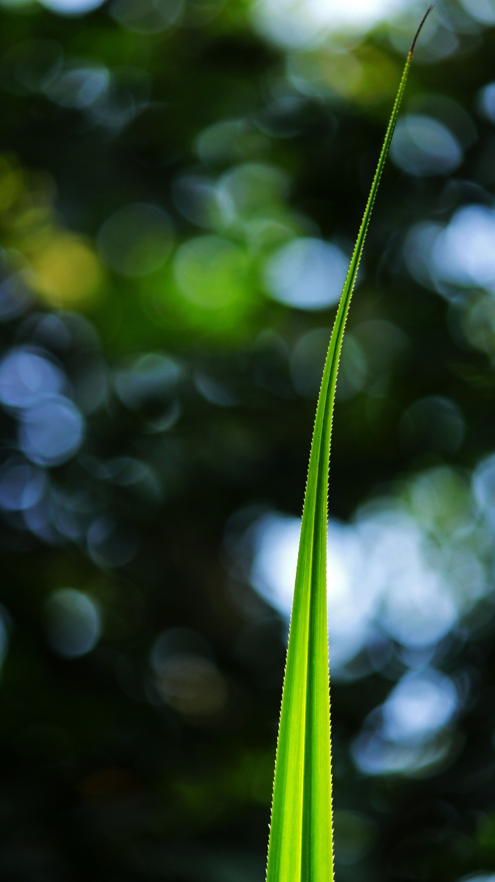 Pandanaceae, Šukuotoji Pušis, Susukti Palmę, Varžtų Pušies Lapai, Varžtas, Pušis, Pandanus, Natūralus, Delnas, Gamta