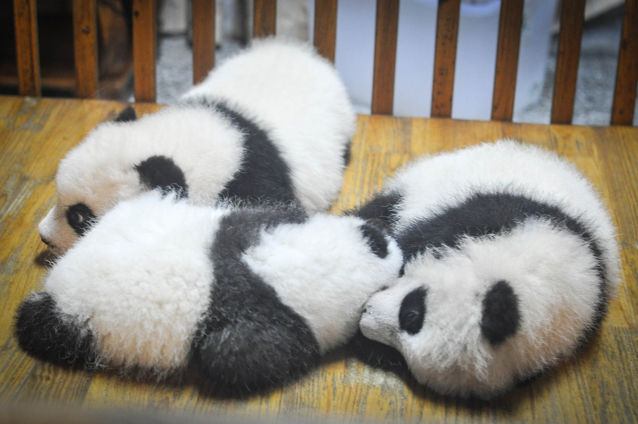 Pandas, Pandos Ląstelės, Gyvūnai, Kūdikiai, Miega, Pavargęs, Nemokamos Nuotraukos,  Nemokama Licenzija