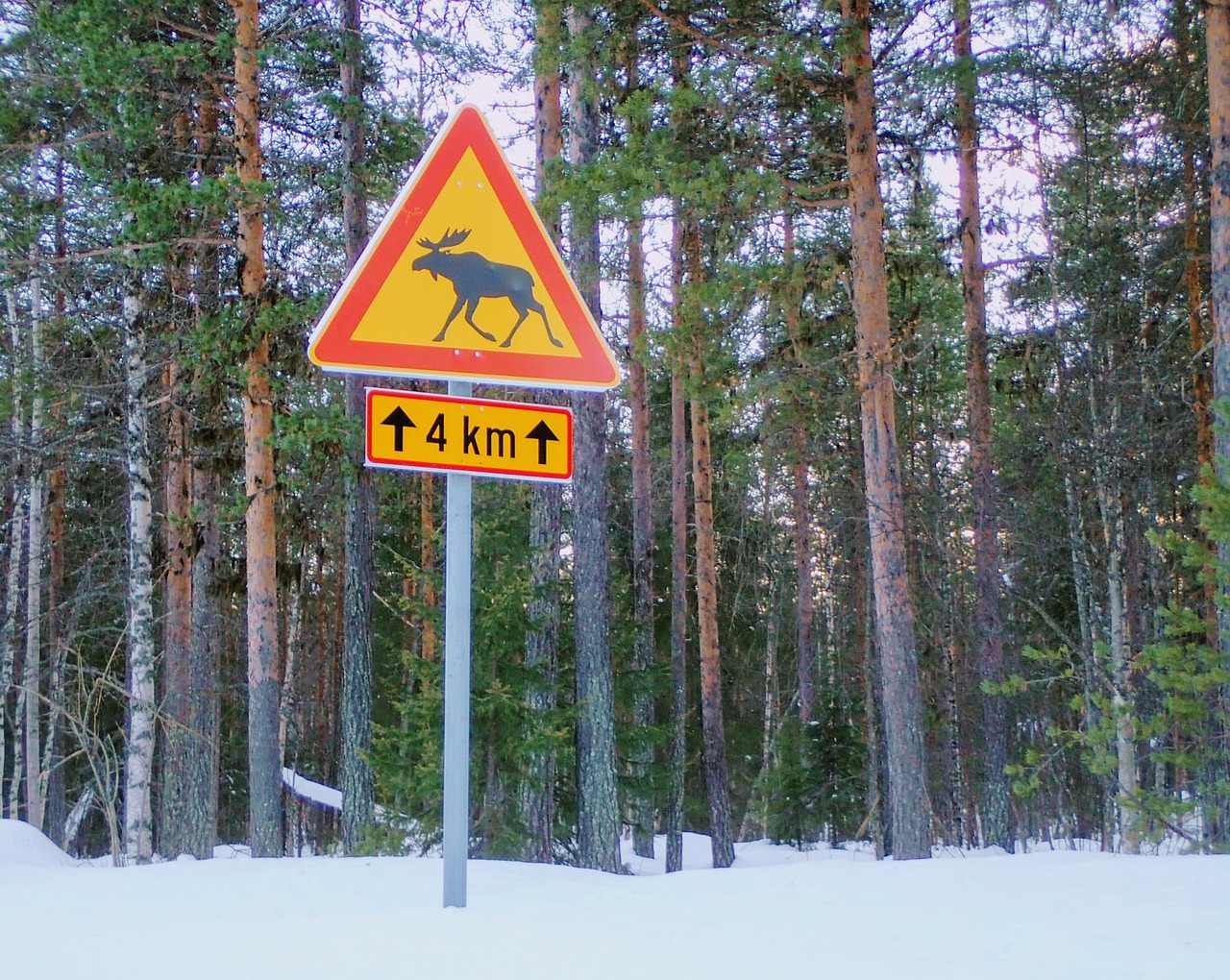 Skydas, Laplandas, Impulsas, Sniegas, Pušis, Žiema, Mediena, Spygliuočių, Miškas, Finland