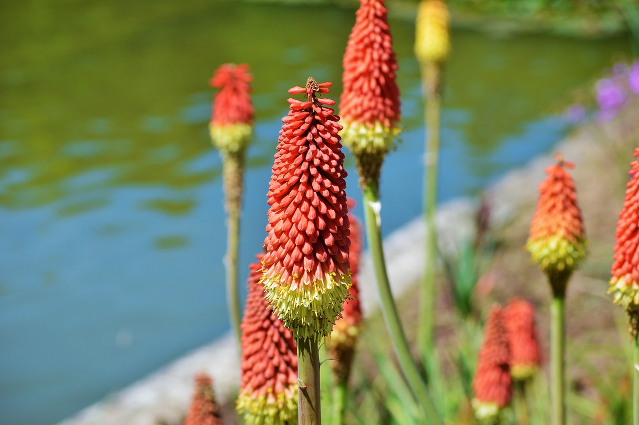 Panicles-Montbretie, Gėlė, Augalas, Gamta, Raudona, Vasara, Žydėti, Nemokamos Nuotraukos,  Nemokama Licenzija