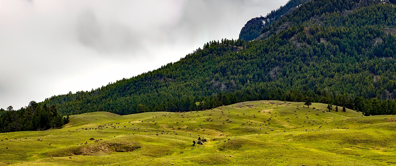 Panorama, Kraštovaizdis, Vaizdingas, Kalnai, Hdr, Geltonojo Akmens Nacionalinis Parkas, Vajomingas, Gamta, Lauke, Elnelis