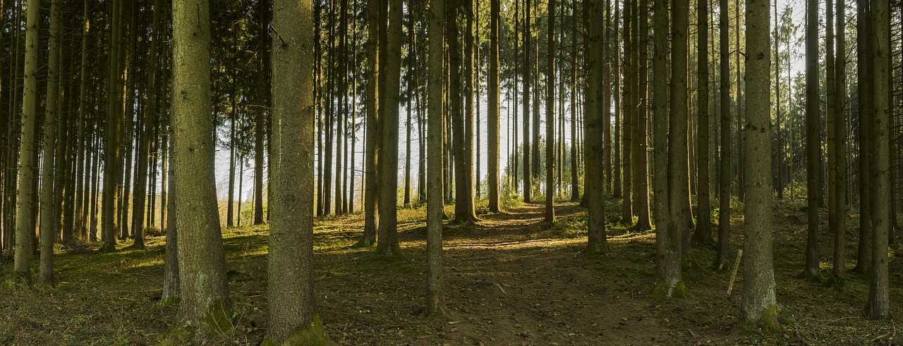 Panorama, Miškas, Toli, Takas, Medžiai, Medžių Kamienus, Gamta, Žurnalas, Mediena, Žievė