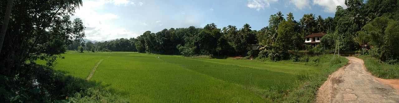Panorama, Šri Lanka, Ryžiai, Nemokamos Nuotraukos,  Nemokama Licenzija