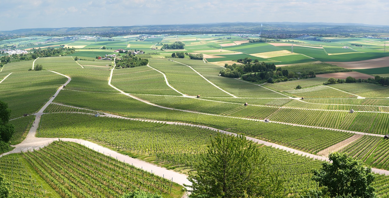 Panorama, Vynuogynai, Vynuogynai, Vaizdas, Perspektyva, Pavasaris, Žaliųjų Atspalvių, Vynuogės, Vynuogių Auginimas, Vynas