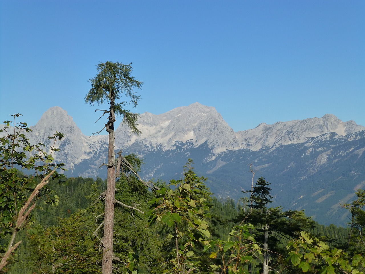 Panorama, Alpių, Kraštovaizdis, Gamta, Vaizdas, Austria, Kalnai, Miškas, Medžiai, Nemokamos Nuotraukos