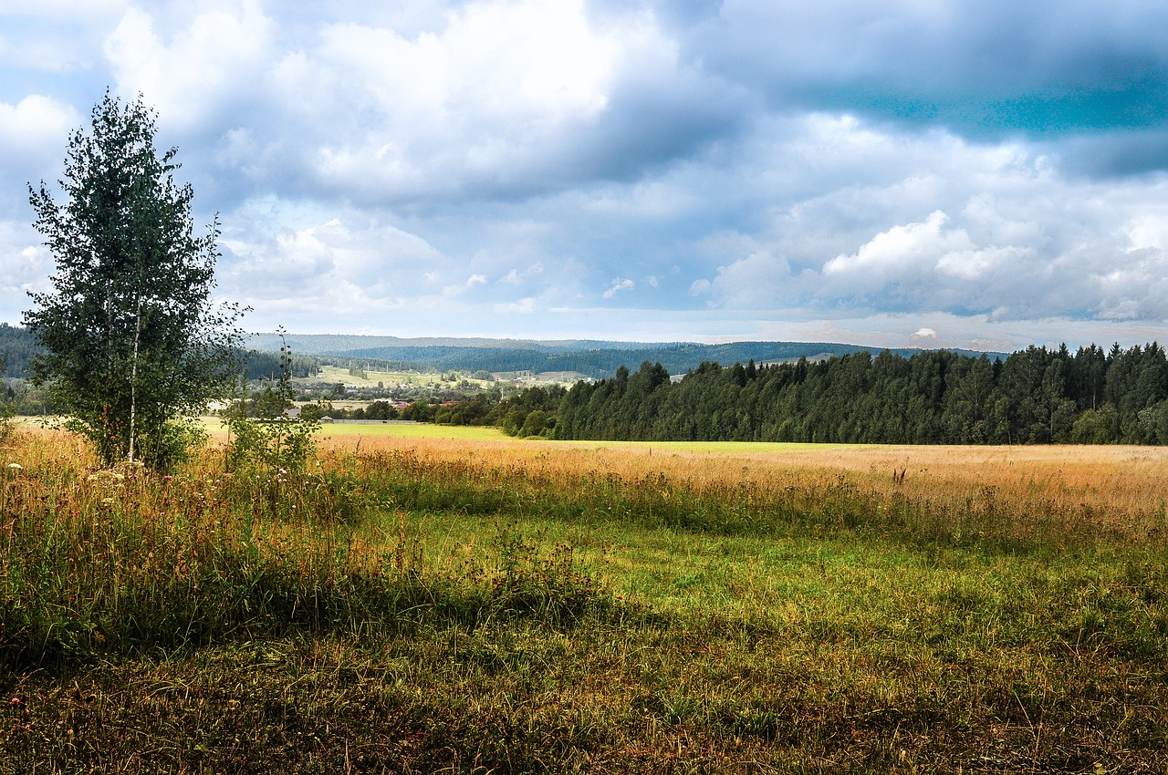 Panoraminis,  Kraštovaizdis,  Pobūdį,  Laukas,  Žolė,  Šienavimo,  Kaimo,  Derlius,  Horizontas, Nemokamos Nuotraukos