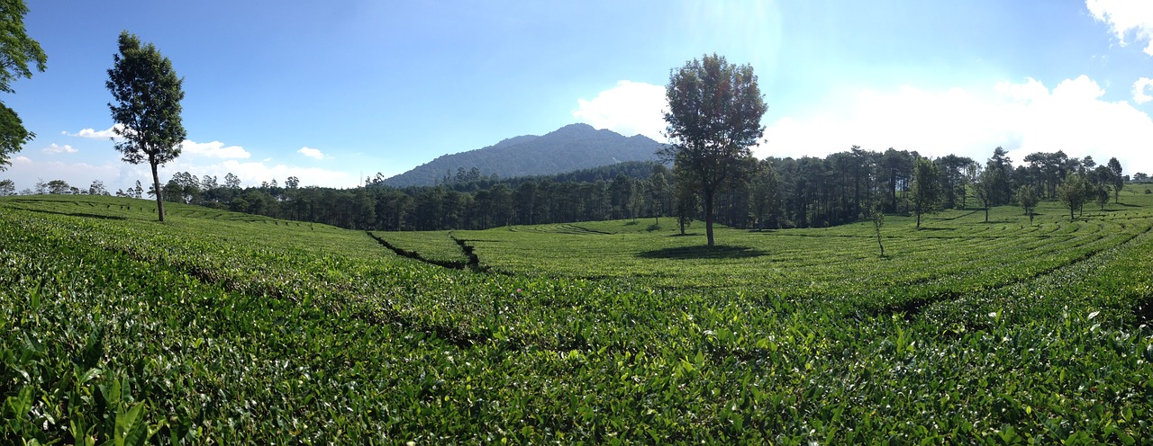 Panoraminiai Arbatos Plantacijos, Bandung, Indonezija, Nemokamos Nuotraukos,  Nemokama Licenzija