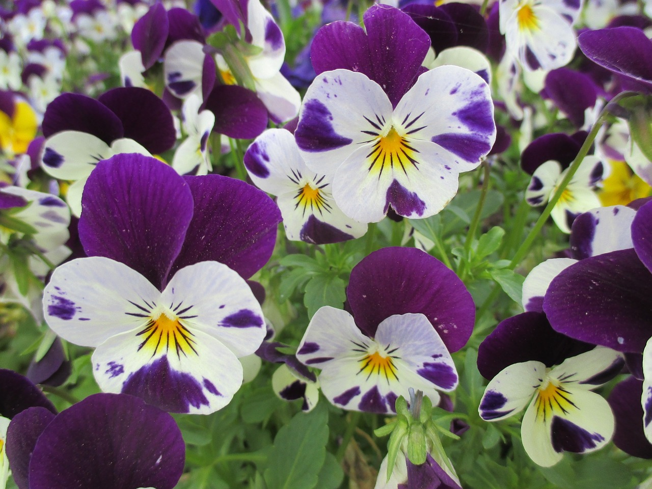 Pansy, Pavasaris, Gėlės, Pavasario Gėlė, Nemokamos Nuotraukos,  Nemokama Licenzija