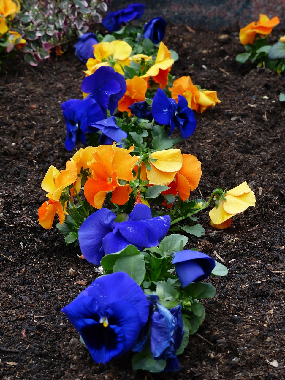 Pansy, Viola Wittrockiana, Gėlių Augalai, Violetinė, Altas, Violetinė Gamykla, Violaceae, Mėlynas, Oranžinė, Nemokamos Nuotraukos