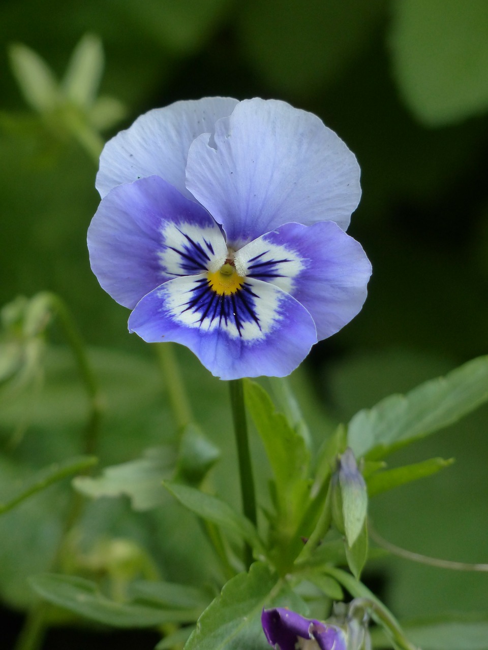 Pansy, Žiedas, Žydėti, Mėlynas, Flora, Gėlė, Viola Wittrockiana, Gėlių Augalas, Violetinė, Altas