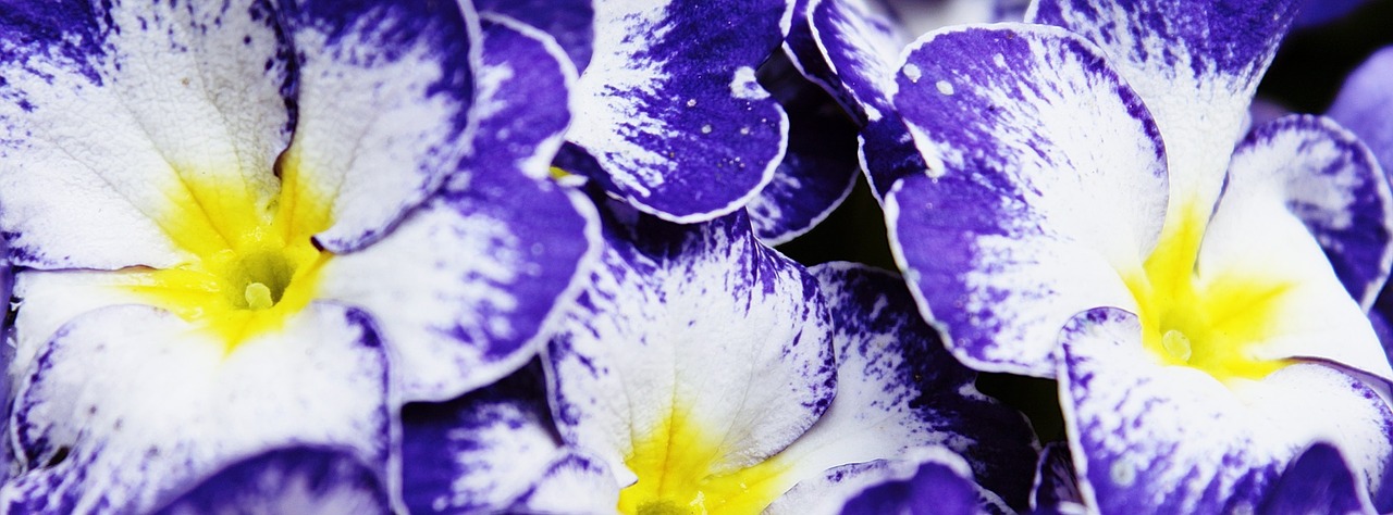 Pansy, Violetinė, Gėlės, Pavasaris, Violetinė, Violaceae, Blütenmeer, Gėlių Augalai, Dekoratyviniai Augalai, Spalva