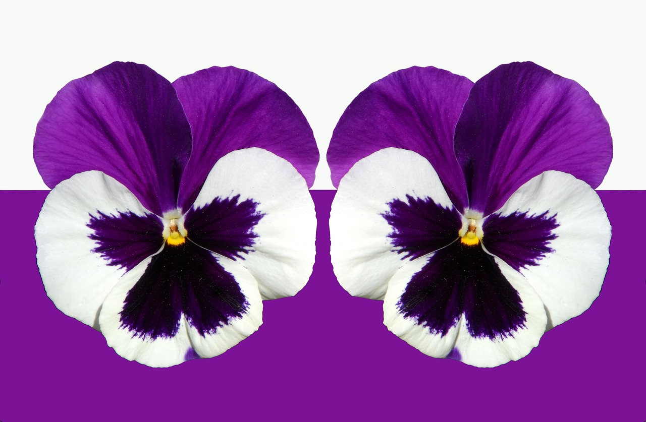 Pansy, Violetinė, Violetinė, Šviesa, Žiedas, Žydėti, Gėlė, Balta, Pavasaris, Žydėti