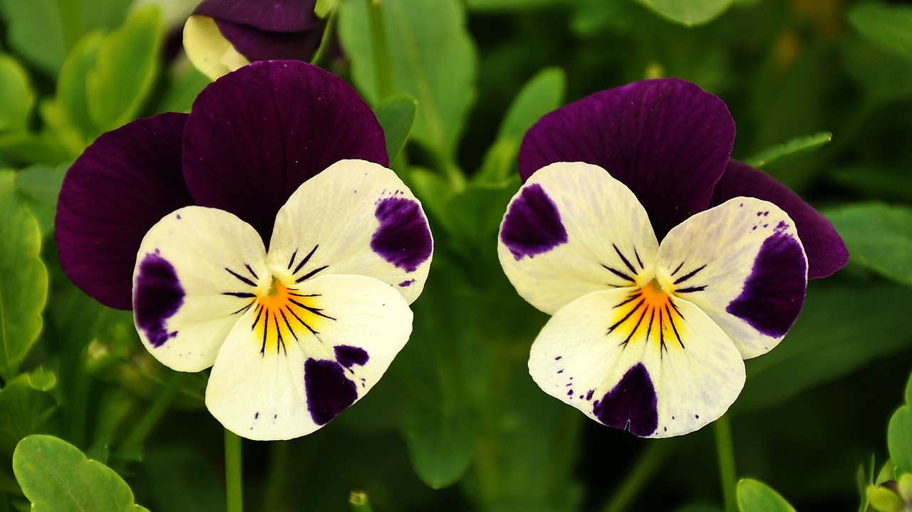 Pansy, Gėlė, Gėlių Sodas, Flora, Nemokamos Nuotraukos,  Nemokama Licenzija