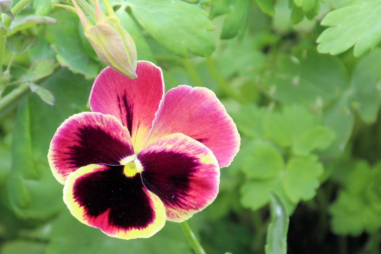 Pansy, Žiedas, Žydėti, Gėlė, Violetinė, Pavasario Gėlė, Nemokamos Nuotraukos,  Nemokama Licenzija