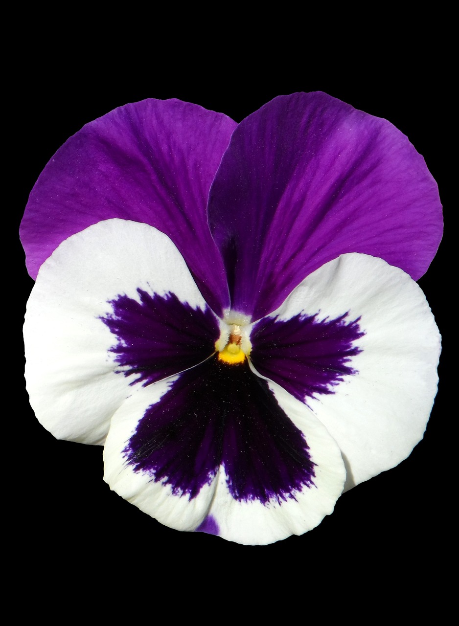 Pansy, Violetinė, Violetinė, Izoliuotas, Viena Gėlė, Šviesa, Žiedas, Žydėti, Gėlė, Pavasaris