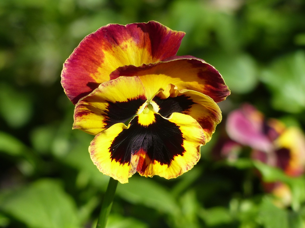 Pansy, Bi Spalva, Pavasario Pabudimas, Nemokamos Nuotraukos,  Nemokama Licenzija