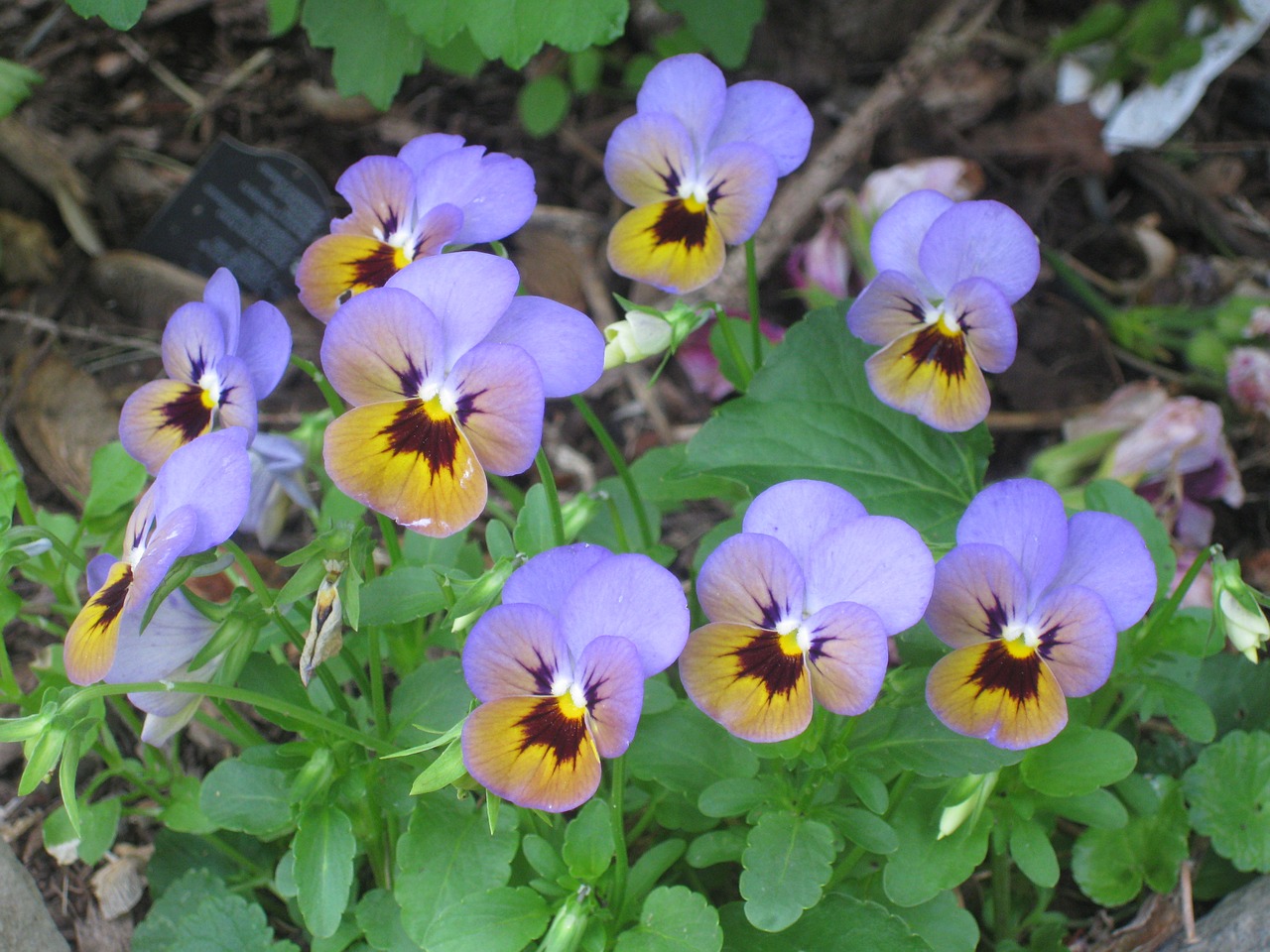 Pansy, Grupė, Clump, Violetinė, Gėlė, Žydėti, Pavasaris, Krūva, Nemokamos Nuotraukos,  Nemokama Licenzija