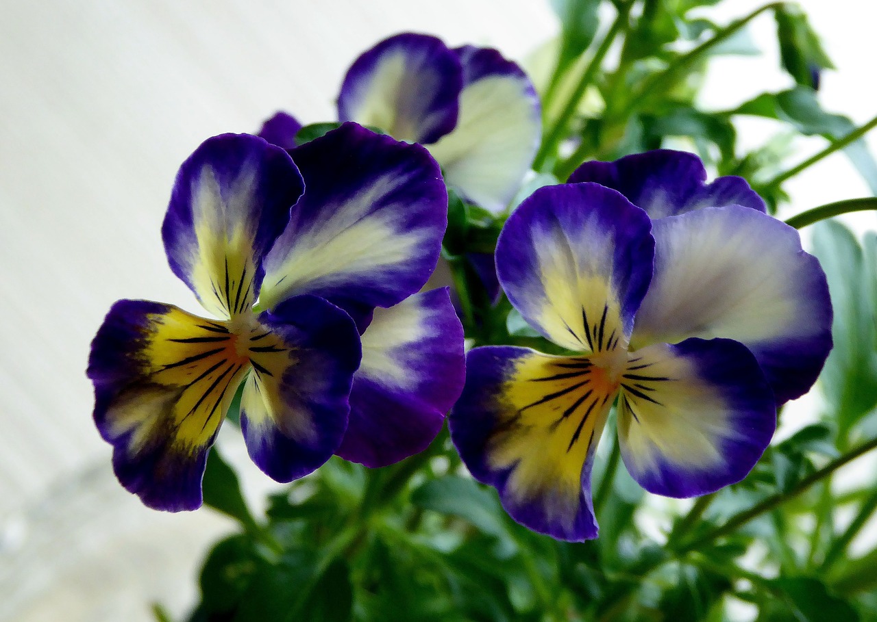 Pansy, Honrveilchen, Mėlynas, Geltona, Skaidrus, Ornamentas, Gėlė, Žiedas, Žydėti, Nemokamos Nuotraukos