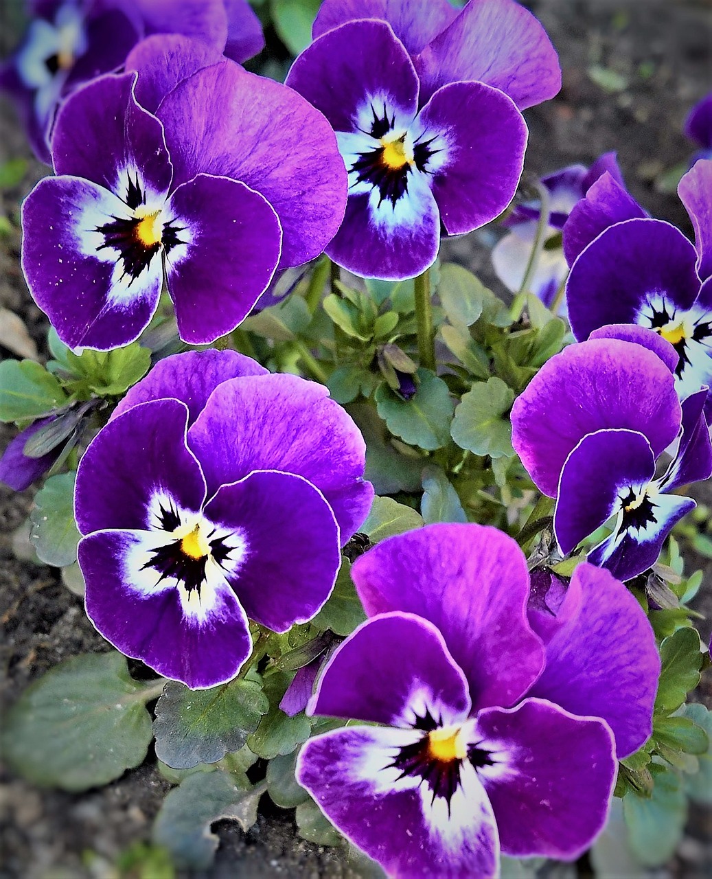 Pansy, 400-500, Pavasario Gėlės, Violetinė, Su Mažais Veidukais, Sodas, Spalvinga, Gražus, Nemokamos Nuotraukos,  Nemokama Licenzija