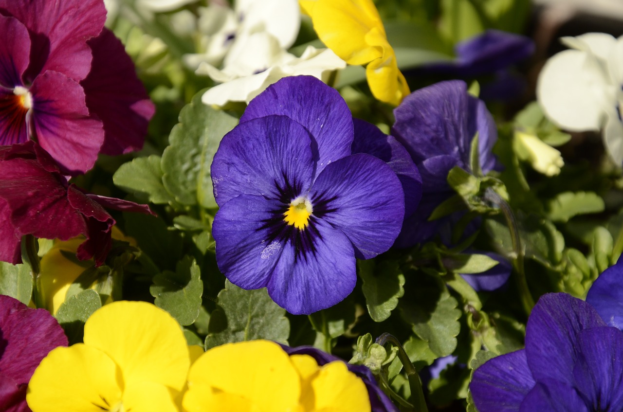 Pansy, Pavasaris, Violetinė, Violetinė, Nemokamos Nuotraukos,  Nemokama Licenzija