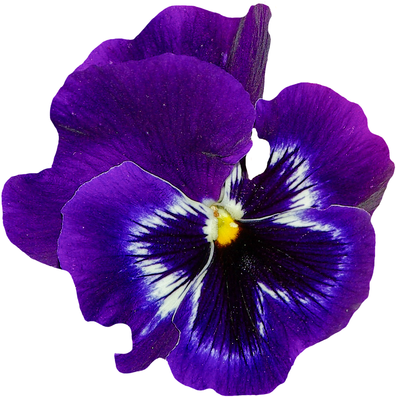 Pansy, Pavasaris, Gėlė, Žiedas, Žydėti, Mėlynas, Augalas, Violetinė, Violaceae, Pavasario Gėlė