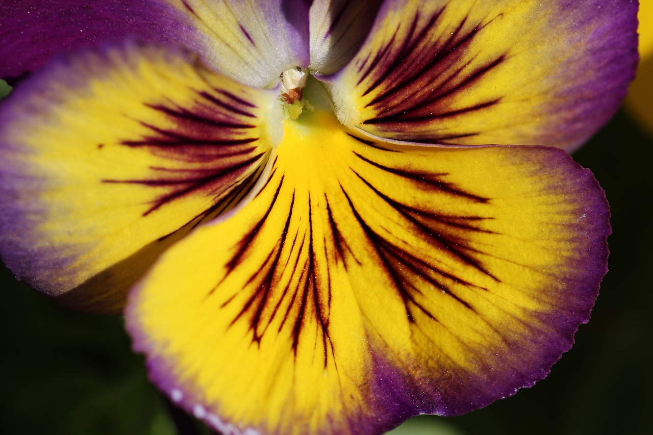 Pansy, Gėlė, Žiedas, Spalvinga, Makro, Geltona, Violetinė, Nemokamos Nuotraukos,  Nemokama Licenzija